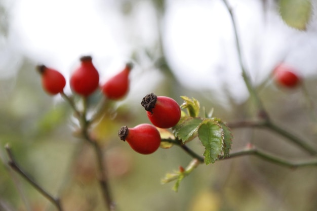 Photo close-up of red berries growing on tree