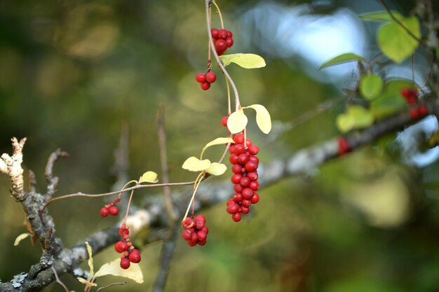 Close-up of red berries growing on tree