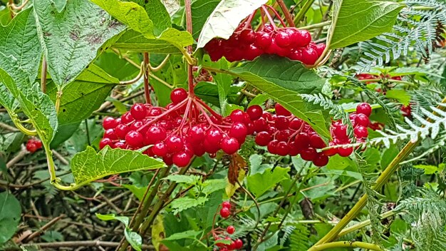 Close-up of red berries growing on tree