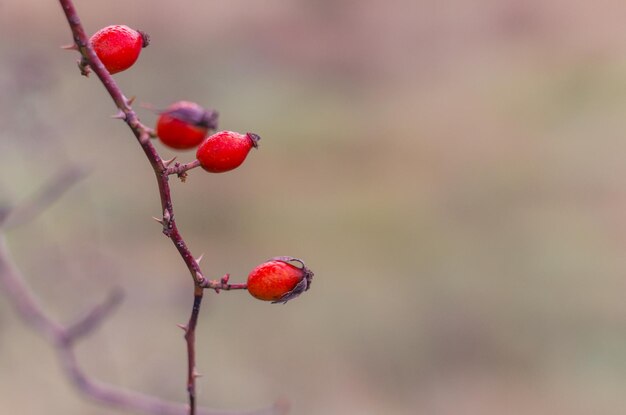 Photo close-up of red berries growing on tree