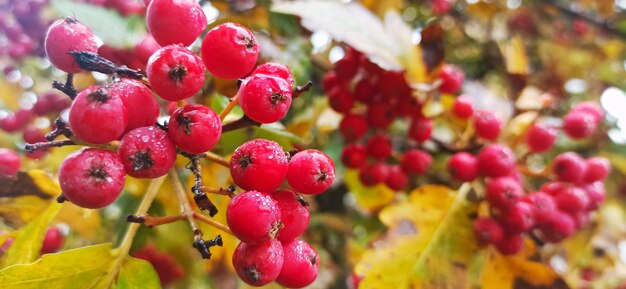 Close-up of red berries growing on tree