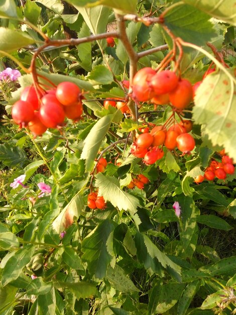 Close-up of red berries growing on tree