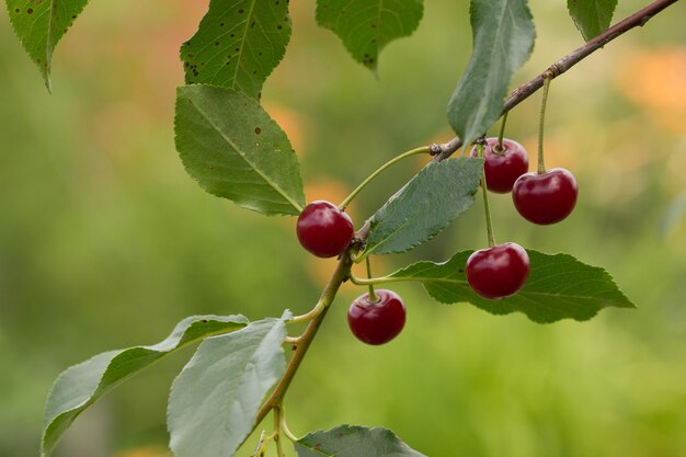 Close-up of red berries growing on tree