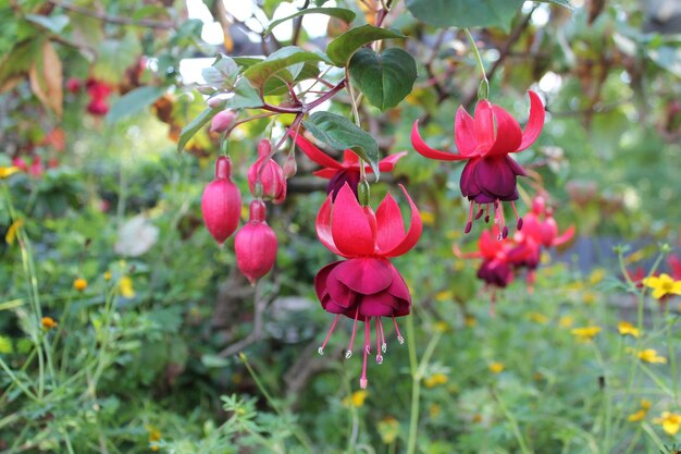 Close-up of red berries growing on tree