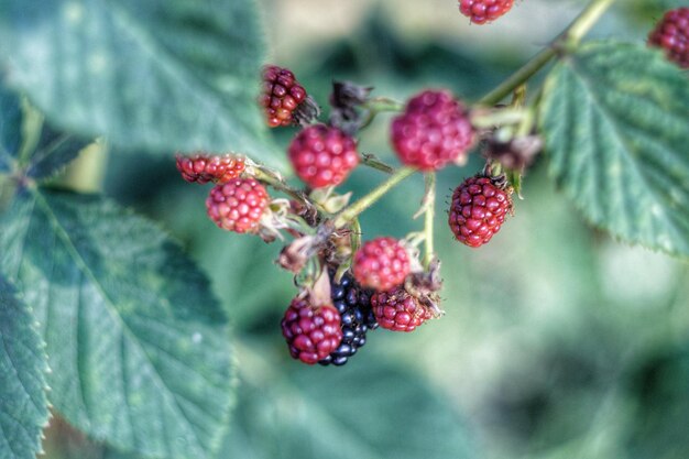 Photo close-up of red berries growing on tree