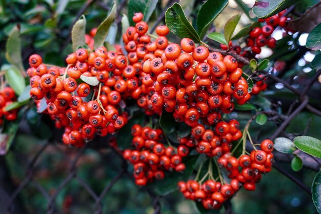 Close-up of red berries growing on tree