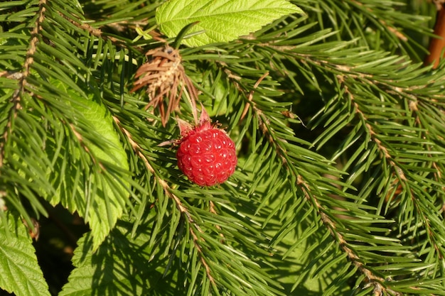 Photo close-up of red berries growing on tree