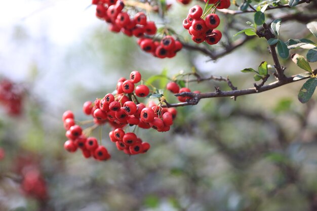 Close-up of red berries growing on tree