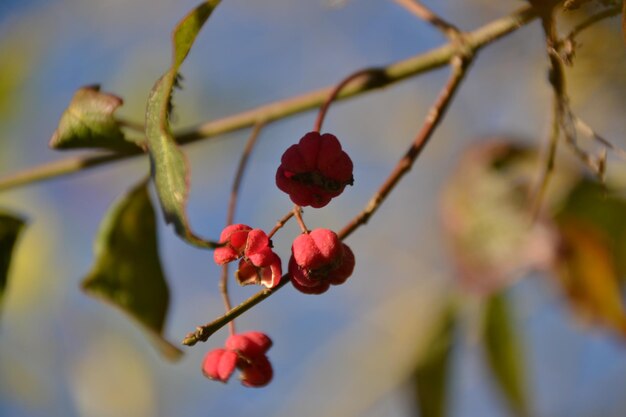 Close-up of red berries growing on tree