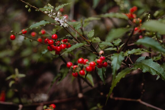 Close-up of red berries growing on tree