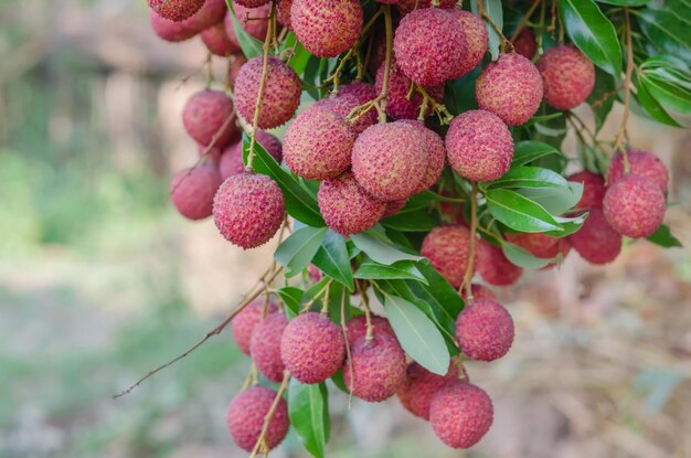 Photo close-up of red berries growing on tree