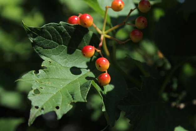 Close-up of red berries growing on tree