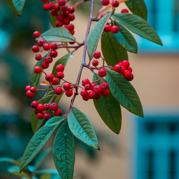 Foto close-up di bacche rosse che crescono sull'albero