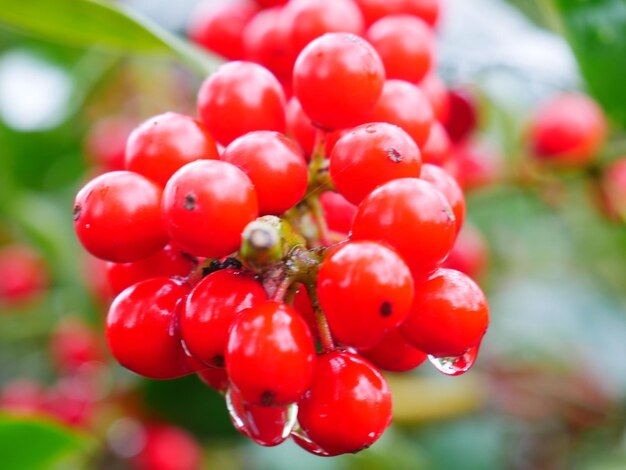 Close-up of red berries growing on tree