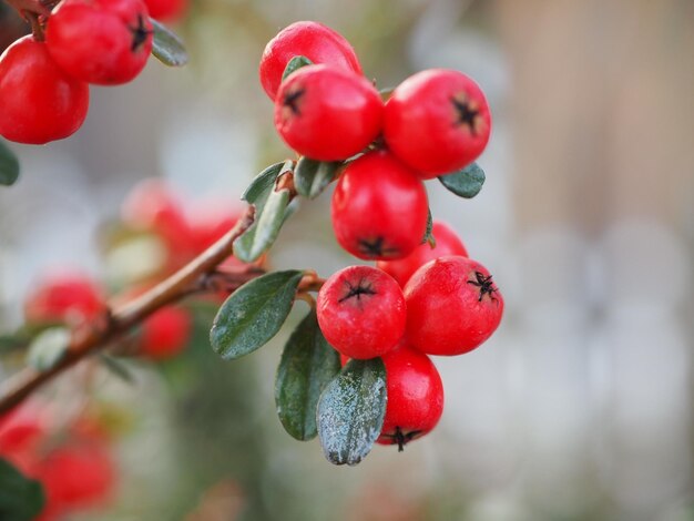 Foto close-up di bacche rosse che crescono sull'albero