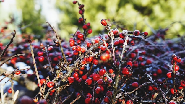 Photo close-up of red berries growing on tree