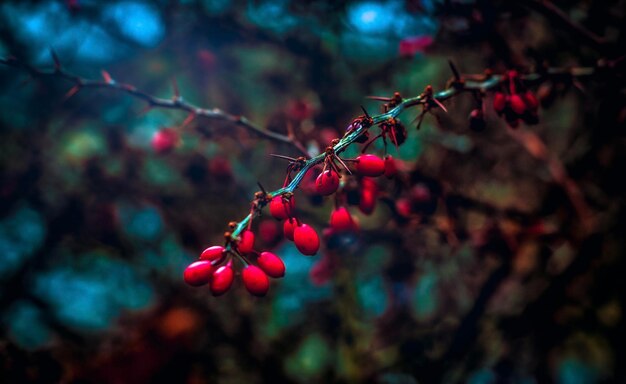 Photo close-up of red berries growing on tree