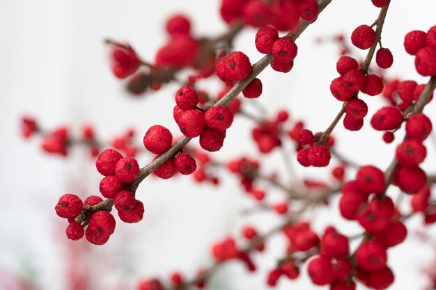 Foto close-up di bacche rosse che crescono sull'albero