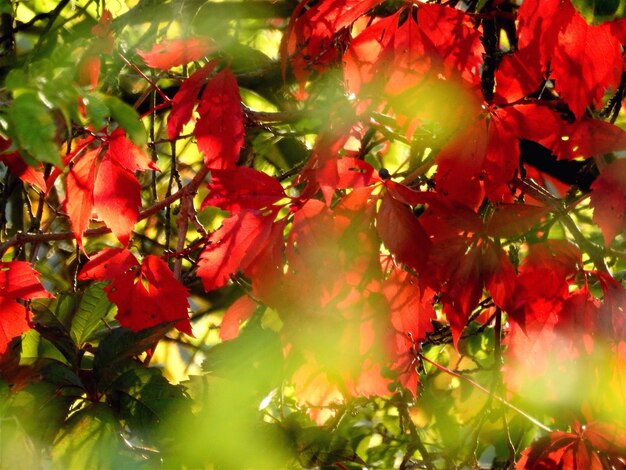 Close-up of red berries growing on tree