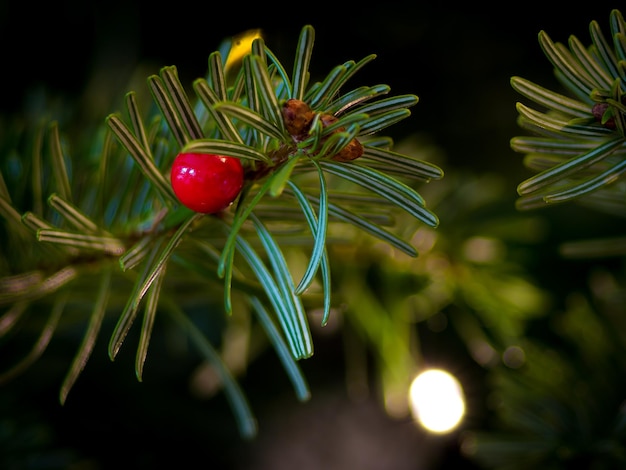 Photo close-up of red berries growing on tree