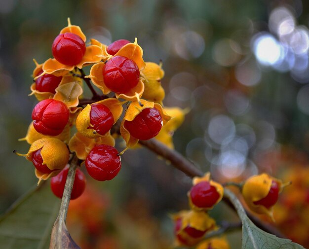 Close-up of red berries growing on tree