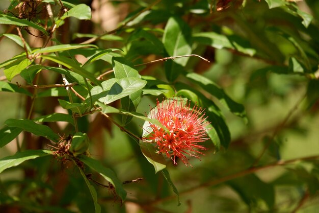 Photo close-up of red berries on plant