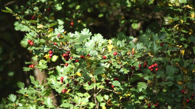 Foto prossimo piano delle bacche rosse sulla pianta