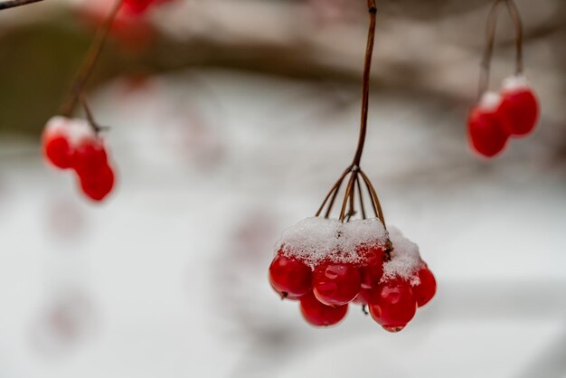 Close-up of red berries on plant