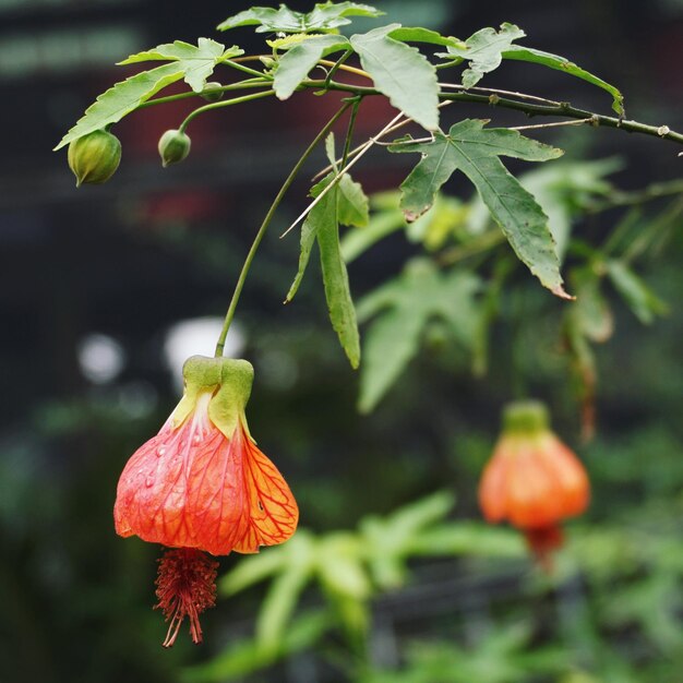 Foto prossimo piano delle bacche rosse sulla pianta