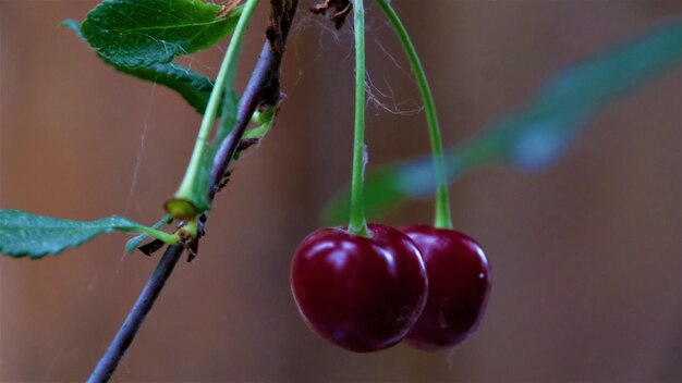 Foto prossimo piano delle bacche rosse sulla pianta