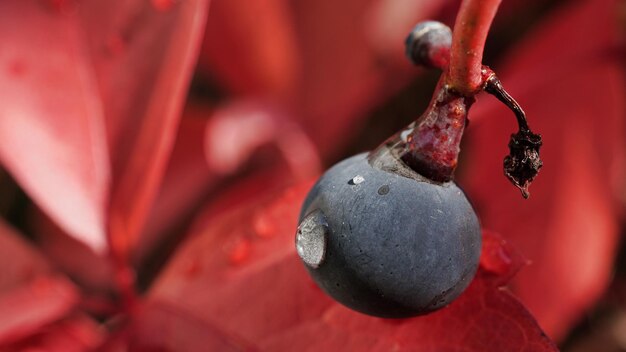 Close-up of red berries on plant