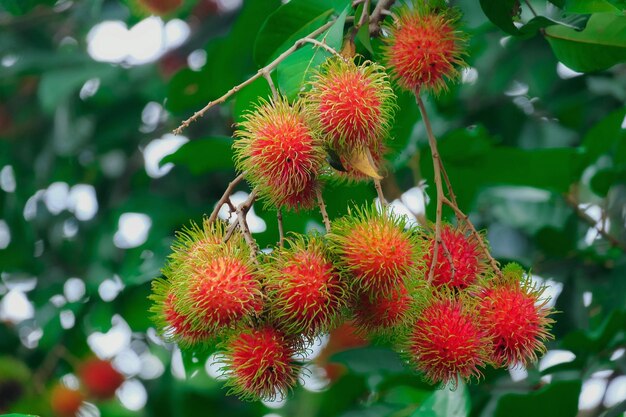 Photo close-up of red berries on plant