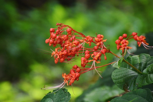 Foto prossimo piano delle bacche rosse sulla pianta