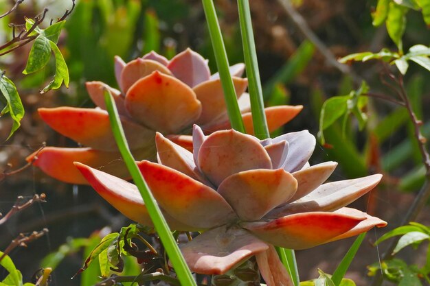 Close-up of red berries on plant