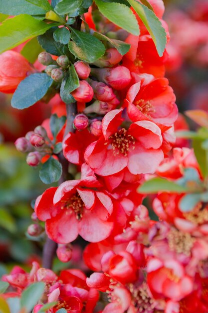 Close-up of red berries on plant