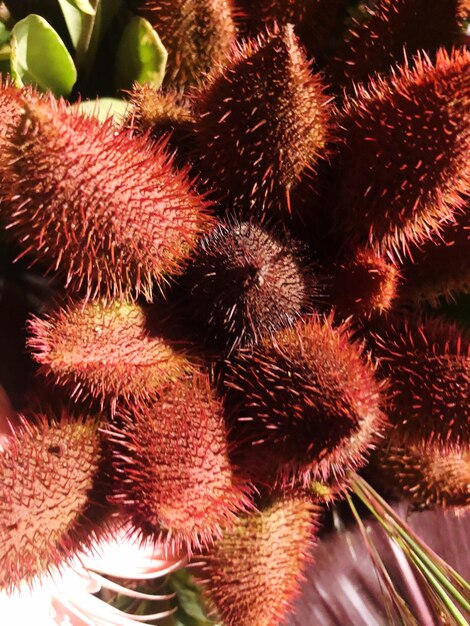 Close-up of red berries on plant