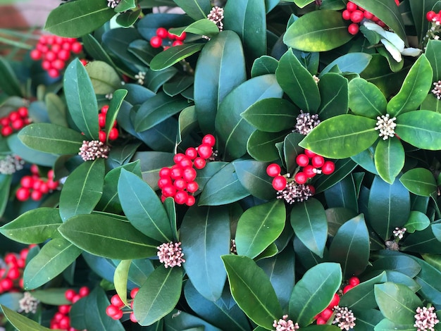 Foto prossimo piano delle bacche rosse sulla pianta