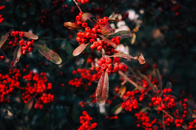 Photo close-up of red berries on plant