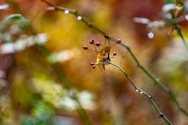 Photo close-up of red berries on plant