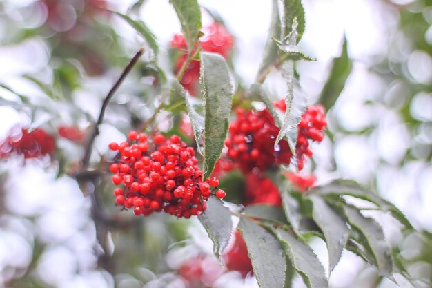 Photo close-up of red berries on tree