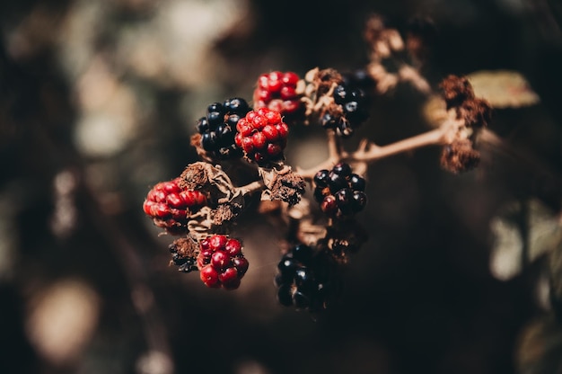 Foto close-up di bacche rosse sull'albero