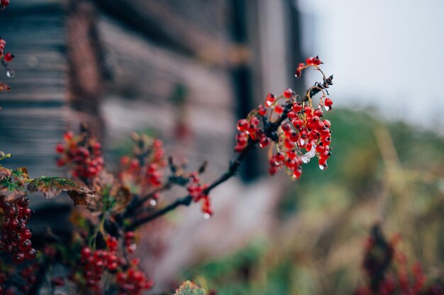 Photo close-up of red berries on tree