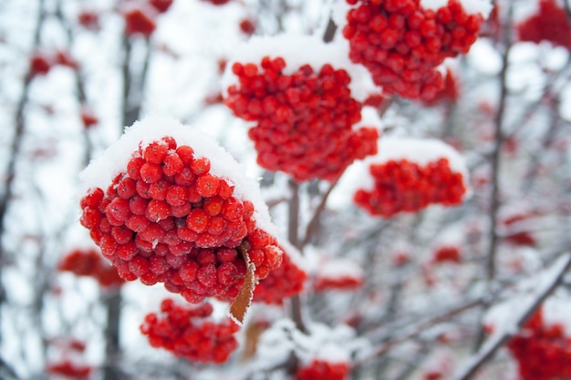 Close-up of red berries on tree