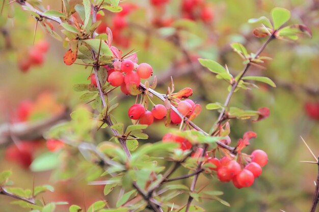 Photo close-up of red berries on tree