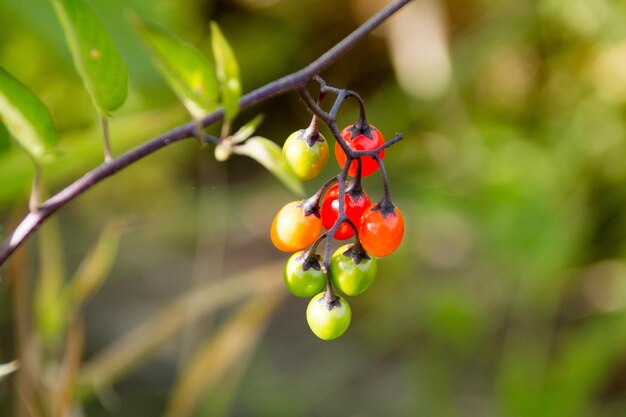 Close-up of red berries on tree