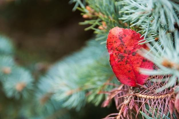 Photo close-up of red berries on tree