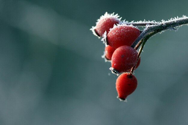 Photo close-up of red berries on tree