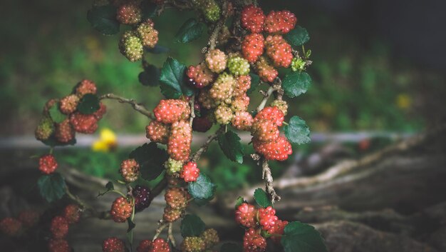 Foto close-up di bacche rosse sull'albero