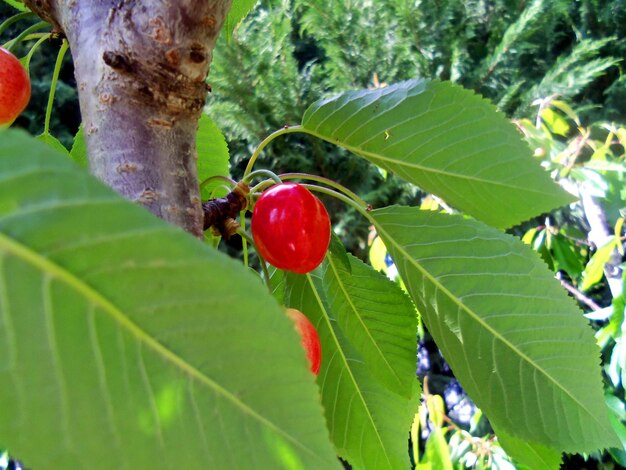 Foto close-up di bacche rosse sull'albero