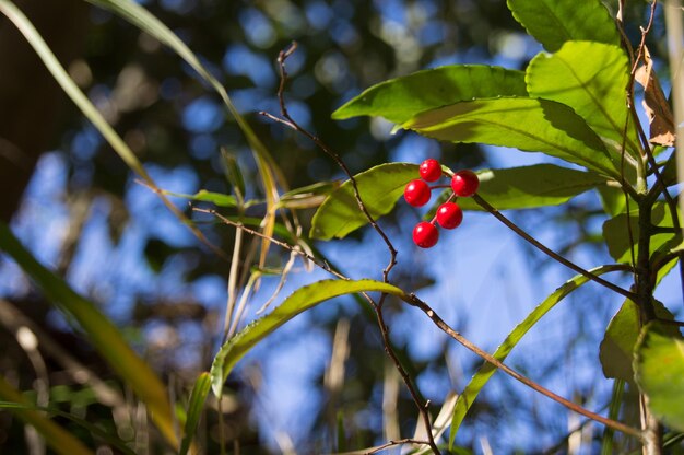 Close-up of red berries on tree